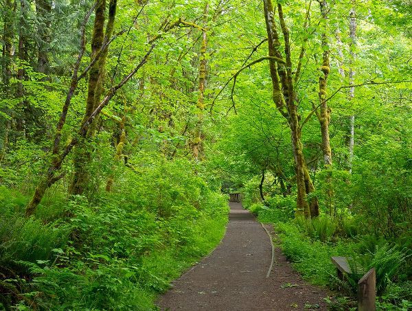 Wild, Jamie and Judy 아티스트의 Washington State-Tiger Mountain trail작품입니다.